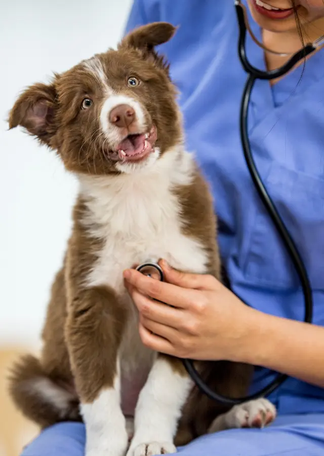 Book a health check for your companion in Spring
