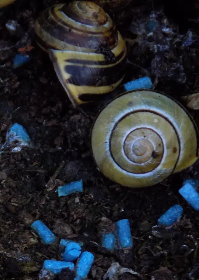 Slug and snail pellets are dangerous for cats and dogs