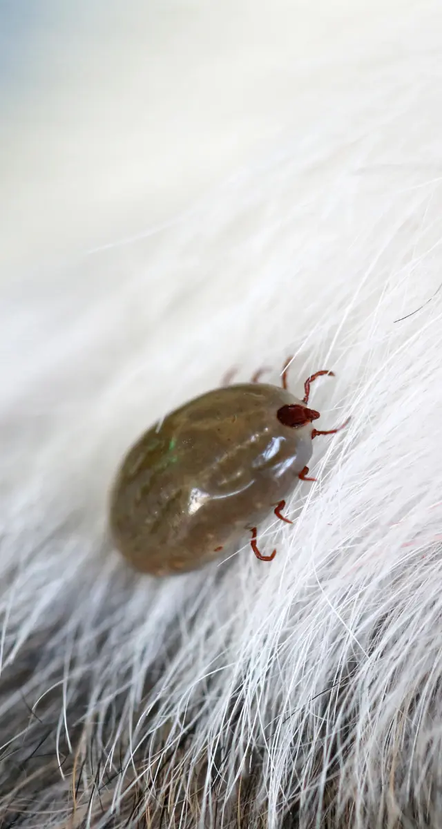 Ticks appear in the Spring