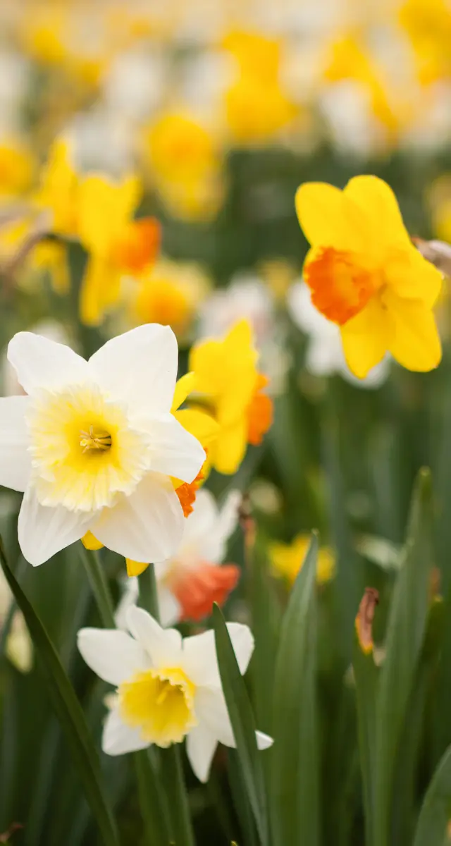 Daffodils are dangerous to cats and dogs