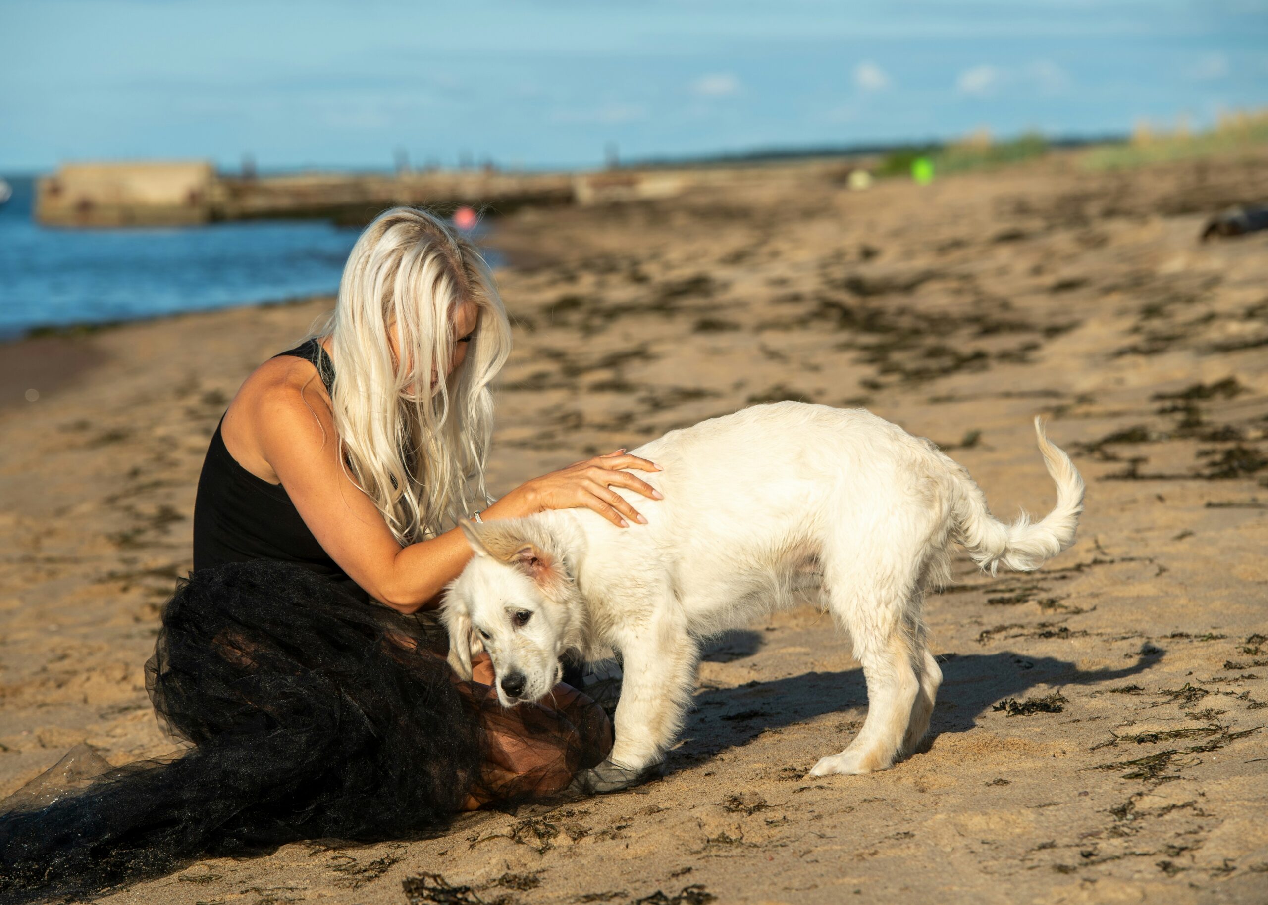 Summer Holiday Safety For Pets
