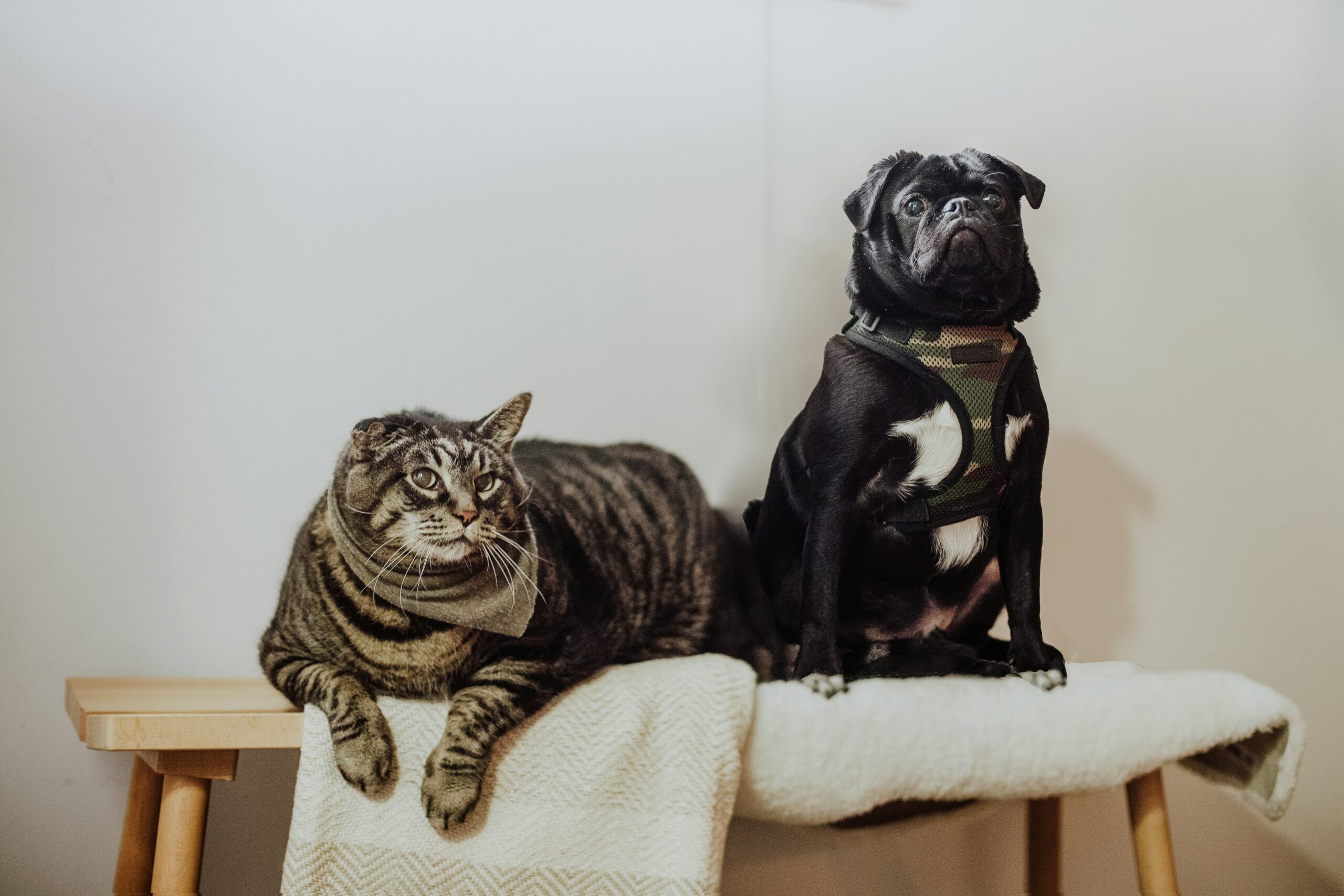 Senior Pet Health Clinics Explained